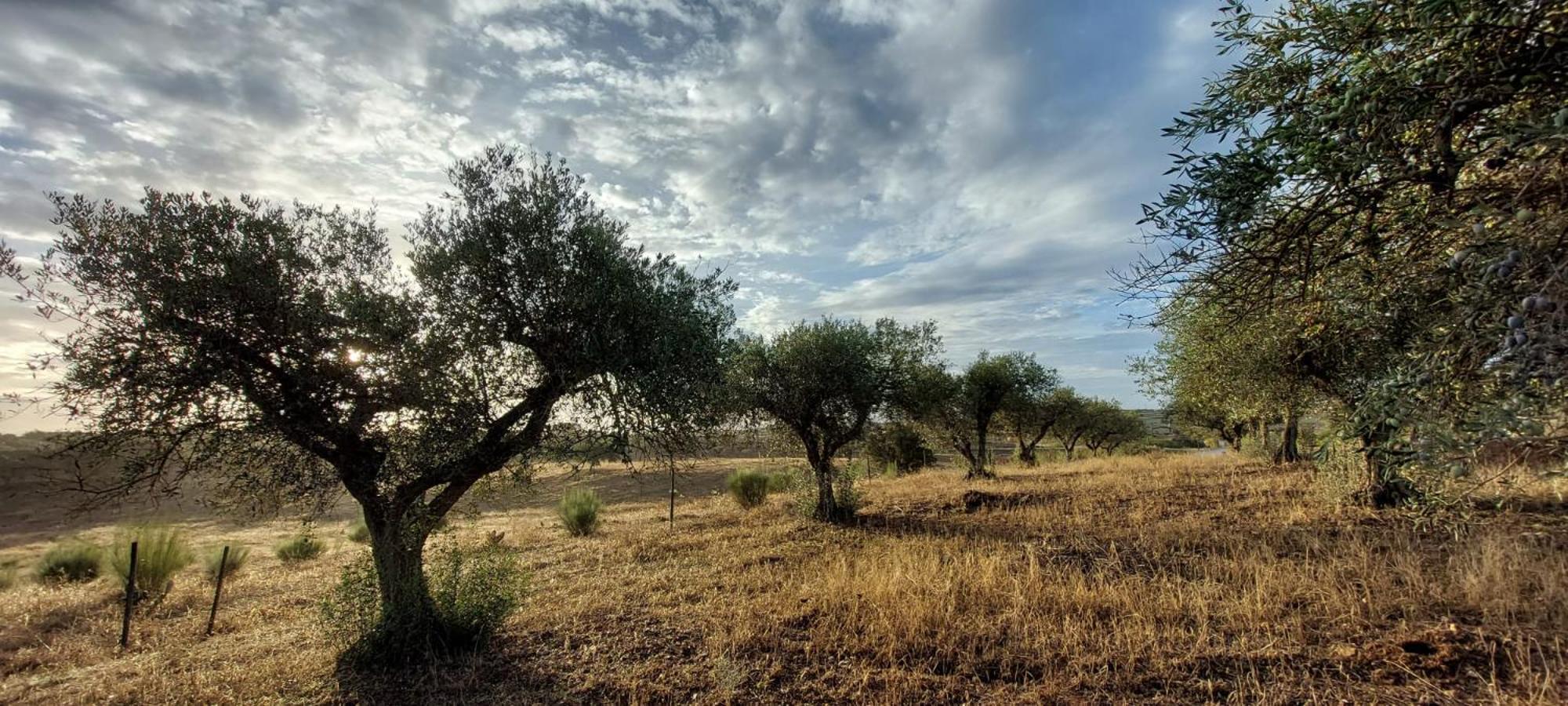 לינה וארוחת בוקר Amareleja Quinta Monte Da Azinheira מראה חיצוני תמונה